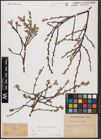 Foto von Salix aurita L.